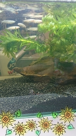 メダカ始めました。