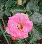 鈴からのクイズPart1❣️