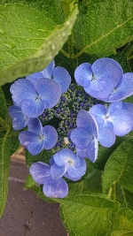 紫陽花