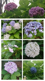 ☀( *¯ㅿ¯*)暑っ💦