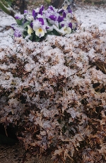 雪❄
