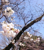 桜のような僕の恋人