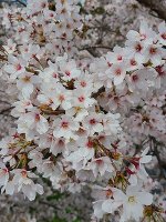 大阪、横浜の桜🌸