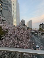 大阪、横浜の桜🌸