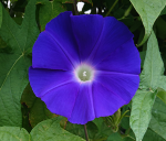 beach moonflower