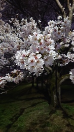 夜桜🌸