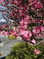 明日から