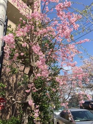 天気だね〜〜(^o^)