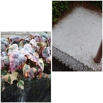 やっぱり雪だった❄