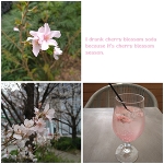 桜ひらひら舞い降りて落ちて🌸