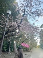 4/5.6ありがとうございました‪💌 ͗ ͗‬今年の桜も綺麗だったね🌸*･また来年会おうね桜さん。