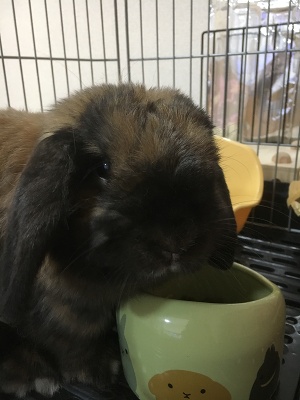 換毛期終わりのとき✨🐰