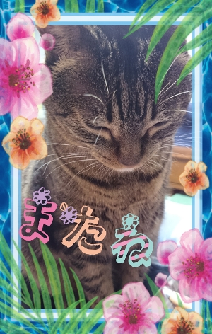 ◆ 　７月　８日（土曜日）◆↓↓  「人気のおすすめ姫が出勤します。」
