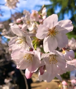 🌸桜🌸