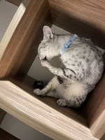 また今度🐈🐈‍⬛💖☆こころ☆