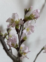 深夜のみさきです。