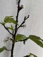 おはようございます。