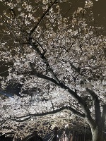 深夜のみさきです。