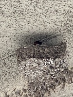 おはようございます。