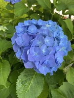 おはようございます。