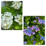 おはようございます。