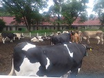牛🐄、、、👯みやび