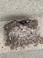 おはようございます。