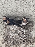 今日のつばめちゃんの巣