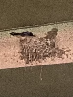 深夜のみさきです。