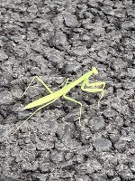 深夜のみさきです。