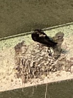 深夜のつばめちゃん