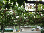 おはようございます🍇