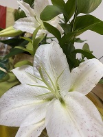 深夜のみさきです。