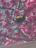 深夜のみさきです。