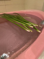 アタシと菖蒲。