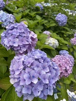 おはようございます。