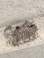 おはようございます。