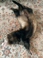 💗変な寝相💗