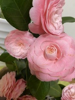 深夜のみさきです。