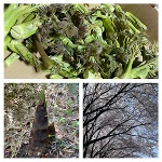 深夜のみさきです。