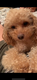 春はお弁当作ってピクニックしたいな。